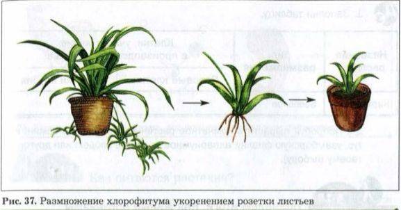 детки хлорофитума что делать с ними. Смотреть фото детки хлорофитума что делать с ними. Смотреть картинку детки хлорофитума что делать с ними. Картинка про детки хлорофитума что делать с ними. Фото детки хлорофитума что делать с ними
