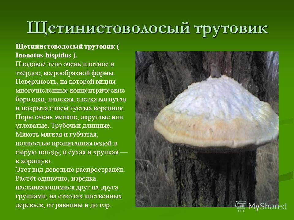 Настоящий описание. Трутовик щетинистоволосый. Мухомор.трутовик.белый гриб. Трутовик редуцент. Трутовик шляпочный гриб или нет.