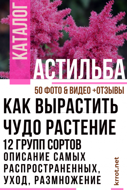 чем подкормить астильбу для обильного цветения в июне. Смотреть фото чем подкормить астильбу для обильного цветения в июне. Смотреть картинку чем подкормить астильбу для обильного цветения в июне. Картинка про чем подкормить астильбу для обильного цветения в июне. Фото чем подкормить астильбу для обильного цветения в июне