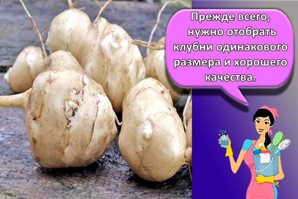 Как посадить топинамбур под зиму. Смотреть фото Как посадить топинамбур под зиму. Смотреть картинку Как посадить топинамбур под зиму. Картинка про Как посадить топинамбур под зиму. Фото Как посадить топинамбур под зиму