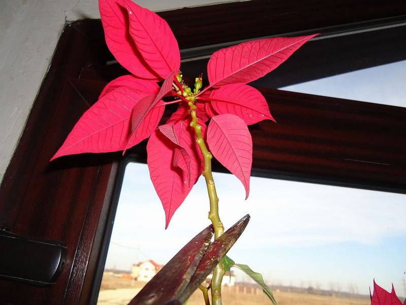 Рождественский цветок − пуансеттия: уход в домашних условиях, подкормка и способы размножения