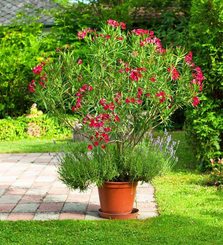 Цветок олеандр: правила выращивания в домашних условиях