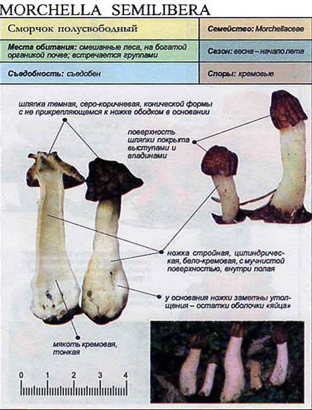 Сморчок полусвободный фото и описание