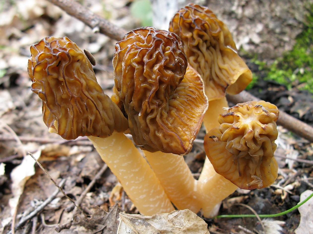 Обзор условно-съедобных грибов