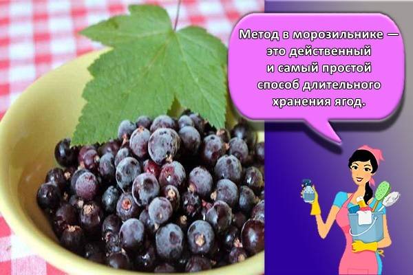 Если протертая смородина с сахаром забродила что делать. Смотреть фото Если протертая смородина с сахаром забродила что делать. Смотреть картинку Если протертая смородина с сахаром забродила что делать. Картинка про Если протертая смородина с сахаром забродила что делать. Фото Если протертая смородина с сахаром забродила что делать