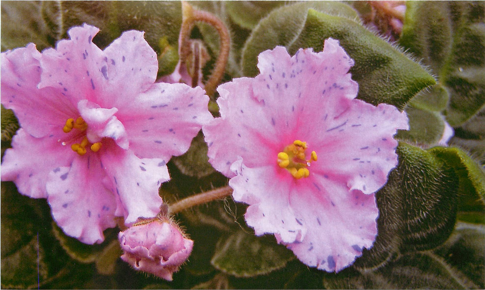 Фиалка узамбарская розовая сорт