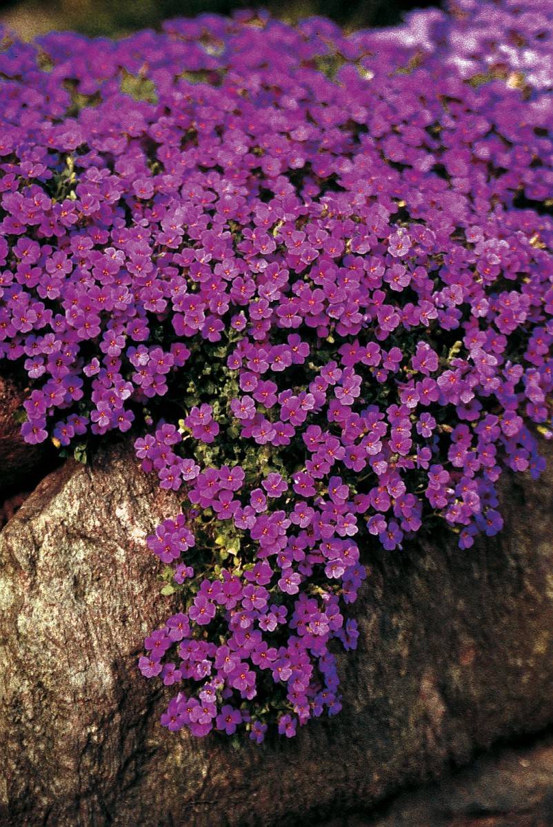 Аубреция цветы фото посадка и уход