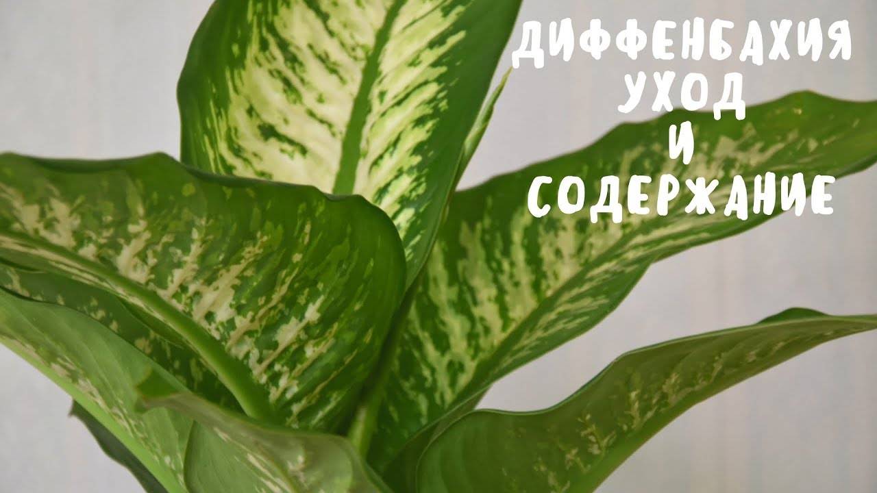 Диффенбахия кустовая желтеют листья что делать. Смотреть фото Диффенбахия кустовая желтеют листья что делать. Смотреть картинку Диффенбахия кустовая желтеют листья что делать. Картинка про Диффенбахия кустовая желтеют листья что делать. Фото Диффенбахия кустовая желтеют листья что делать