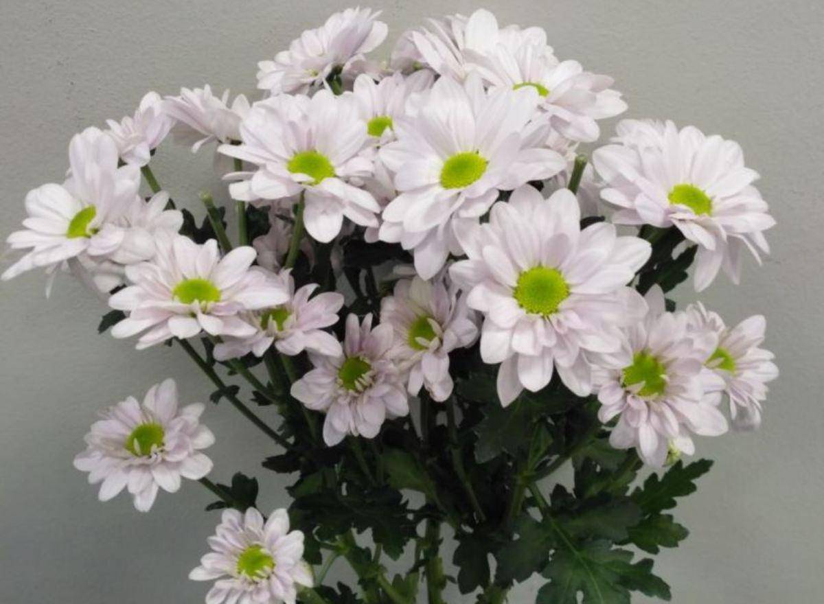 Хризантема эквадор