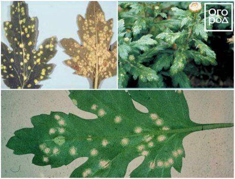 Как избавиться от болезней хризантем, основные вредители и их лечение