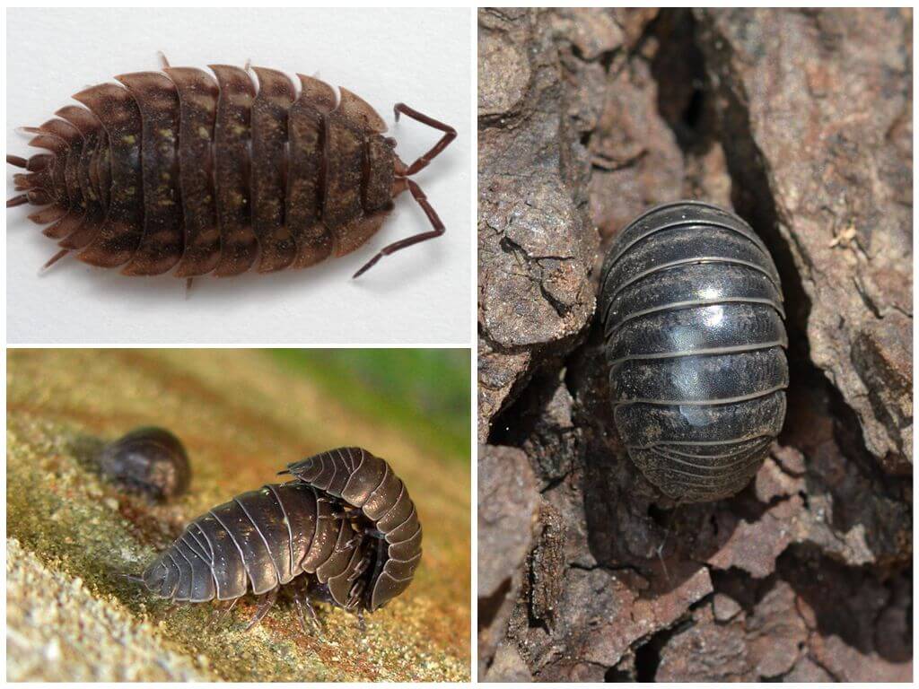 Мокрицы в квартире. Борьба с мокрицами. Жучки мокрицы. Таракан мокрица. Жук мокрица в доме.