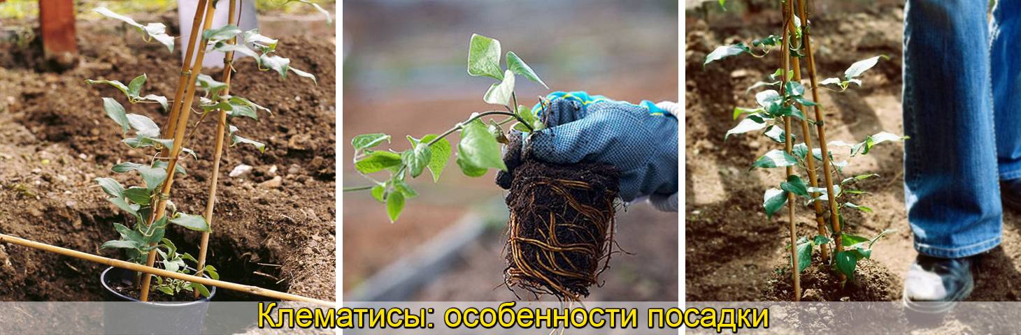 Как посадить хмель на даче