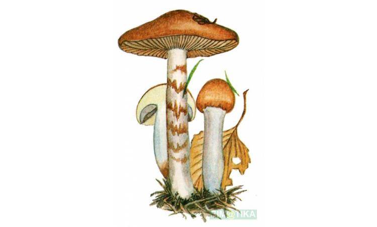 Паутинник фиолетовый рисунок для срисовки