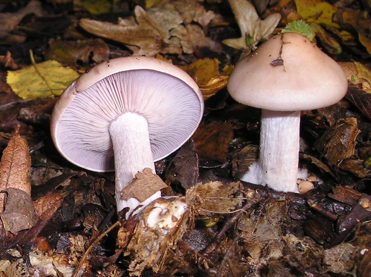 Рядовка сорная или грязная (lepista sordida): фото и описание гриба