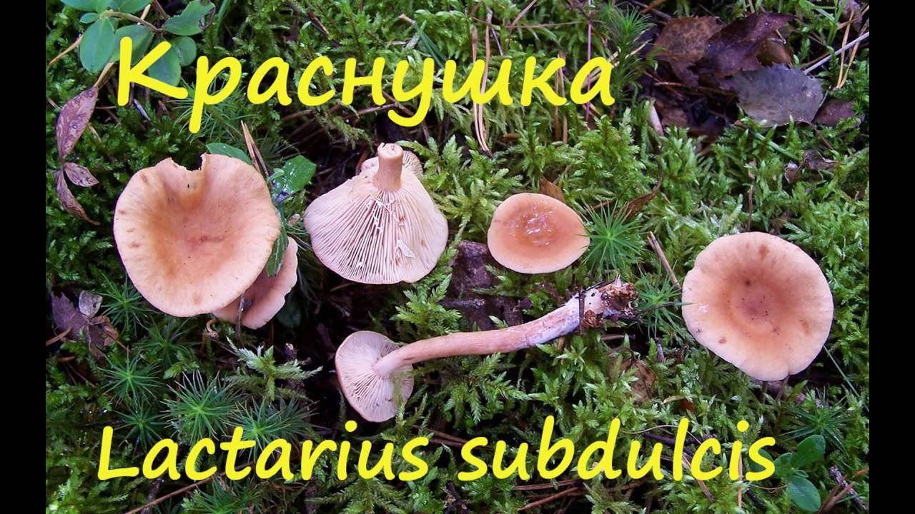 Гриб краснушка (lactarius subdulcis): отличный для засола