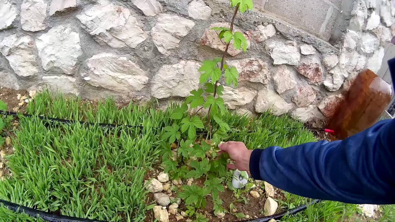 Посадка хмеля на садовом участке: способы выращивания хмеля, особенности ухода, сорта хмеля