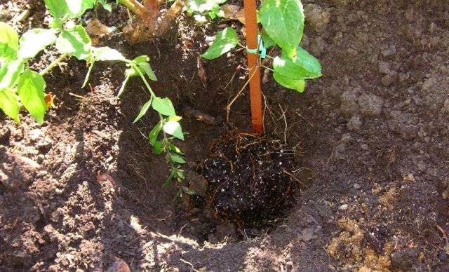 8e8e1df727e9670689efdaabc8ec64e8 когда лучше пересаживать клематис осенью или весной