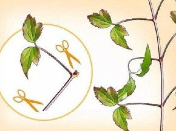 Как укоренить черенки клематиса. Смотреть фото Как укоренить черенки клематиса. Смотреть картинку Как укоренить черенки клематиса. Картинка про Как укоренить черенки клематиса. Фото Как укоренить черенки клематиса