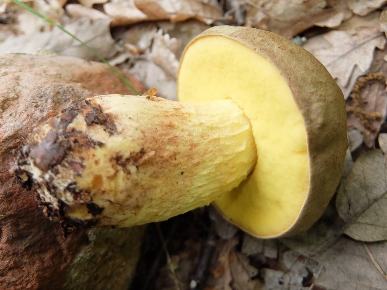 Белый гриб коричневая ножка