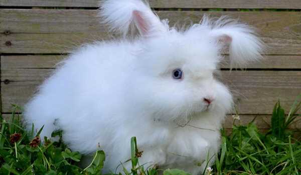 Ангорский Кролик: описание породы, фото, характеристики, уход, отзывы