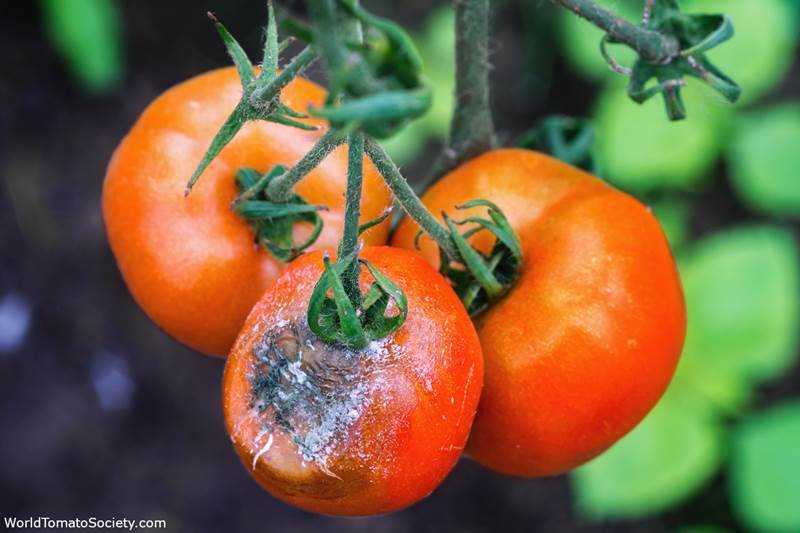 Другим распространенным бактериальным заболеванием томатов является синофитоз (вожделение).