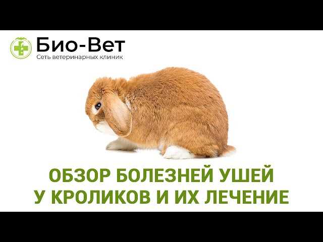Лечение внешних болезней ушей у кроликов