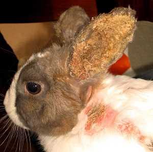 Основные болезни ушей у кроликов