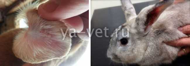 Лечение болезней ушей у кроликов