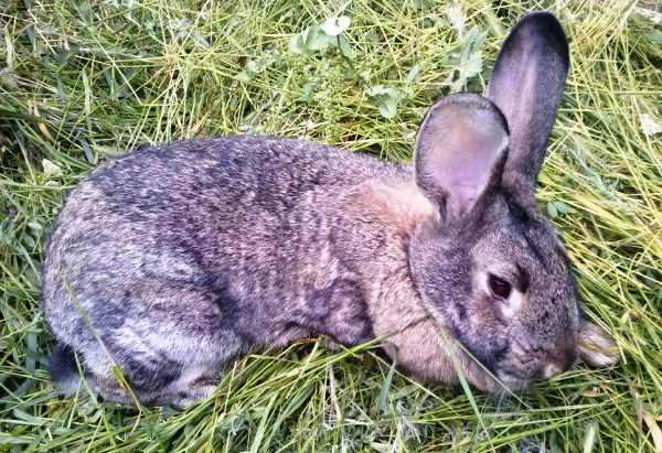 Болезни ушей у кроликов: причины, симптомы, лечение и профилактика