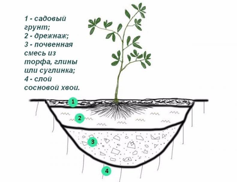 чем подкормить азалию садовую летом. Смотреть фото чем подкормить азалию садовую летом. Смотреть картинку чем подкормить азалию садовую летом. Картинка про чем подкормить азалию садовую летом. Фото чем подкормить азалию садовую летом