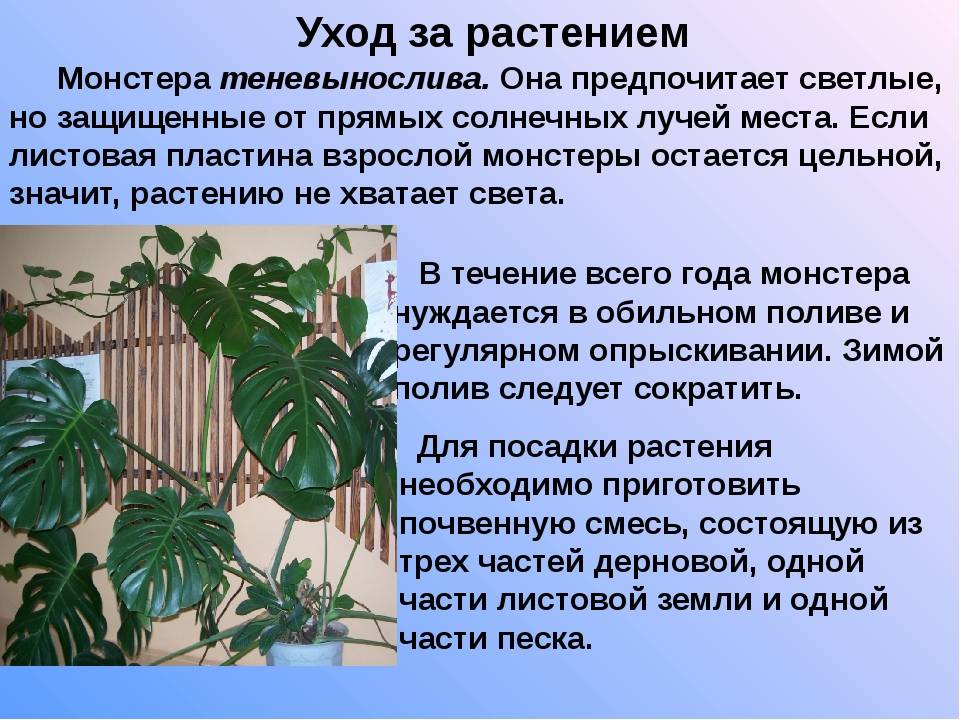 Как укоротить монстеру правильно. Смотреть фото Как укоротить монстеру правильно. Смотреть картинку Как укоротить монстеру правильно. Картинка про Как укоротить монстеру правильно. Фото Как укоротить монстеру правильно