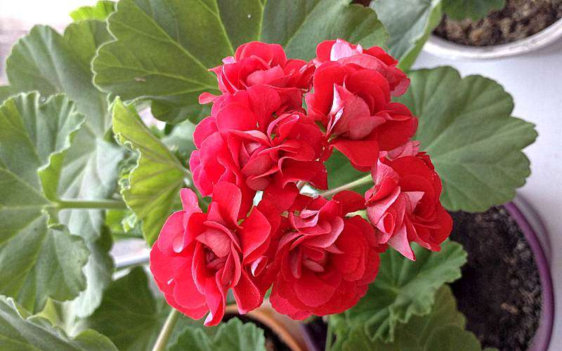 ΠΌΠΎΠΆΠ½ΠΎ Π»ΠΈ ΡΠΊΠΎΡΠ΅Π½ΠΈΡΡ ΠΊΠ»Π΅ΠΌΠ°ΡΠΈΡ Π² Π²ΠΎΠ΄Π΅ Π»Π΅ΡΠΎΠΌ. Π‘ΠΌΠΎΡΡΠ΅ΡΡ ΡΠΎΡΠΎ ΠΌΠΎΠΆΠ½ΠΎ Π»ΠΈ ΡΠΊΠΎΡΠ΅Π½ΠΈΡΡ ΠΊΠ»Π΅ΠΌΠ°ΡΠΈΡ Π² Π²ΠΎΠ΄Π΅ Π»Π΅ΡΠΎΠΌ. Π‘ΠΌΠΎΡΡΠ΅ΡΡ ΠΊΠ°ΡΡΠΈΠ½ΠΊΡ ΠΌΠΎΠΆΠ½ΠΎ Π»ΠΈ ΡΠΊΠΎΡΠ΅Π½ΠΈΡΡ ΠΊΠ»Π΅ΠΌΠ°ΡΠΈΡ Π² Π²ΠΎΠ΄Π΅ Π»Π΅ΡΠΎΠΌ. ΠΠ°ΡΡΠΈΠ½ΠΊΠ° ΠΏΡΠΎ ΠΌΠΎΠΆΠ½ΠΎ Π»ΠΈ ΡΠΊΠΎΡΠ΅Π½ΠΈΡΡ ΠΊΠ»Π΅ΠΌΠ°ΡΠΈΡ Π² Π²ΠΎΠ΄Π΅ Π»Π΅ΡΠΎΠΌ. Π€ΠΎΡΠΎ ΠΌΠΎΠΆΠ½ΠΎ Π»ΠΈ ΡΠΊΠΎΡΠ΅Π½ΠΈΡΡ ΠΊΠ»Π΅ΠΌΠ°ΡΠΈΡ Π² Π²ΠΎΠ΄Π΅ Π»Π΅ΡΠΎΠΌ ΠΌΠΎΠΆΠ½ΠΎ Π»ΠΈ ΡΠΊΠΎΡΠ΅Π½ΠΈΡΡ ΠΊΠ»Π΅ΠΌΠ°ΡΠΈΡ Π² Π²ΠΎΠ΄Π΅ Π»Π΅ΡΠΎΠΌ. Π‘ΠΌΠΎΡΡΠ΅ΡΡ ΡΠΎΡΠΎ ΠΌΠΎΠΆΠ½ΠΎ Π»ΠΈ ΡΠΊΠΎΡΠ΅Π½ΠΈΡΡ ΠΊΠ»Π΅ΠΌΠ°ΡΠΈΡ Π² Π²ΠΎΠ΄Π΅ Π»Π΅ΡΠΎΠΌ. Π‘ΠΌΠΎΡΡΠ΅ΡΡ ΠΊΠ°ΡΡΠΈΠ½ΠΊΡ ΠΌΠΎΠΆΠ½ΠΎ Π»ΠΈ ΡΠΊΠΎΡΠ΅Π½ΠΈΡΡ ΠΊΠ»Π΅ΠΌΠ°ΡΠΈΡ Π² Π²ΠΎΠ΄Π΅ Π»Π΅ΡΠΎΠΌ. ΠΠ°ΡΡΠΈΠ½ΠΊΠ° ΠΏΡΠΎ ΠΌΠΎΠΆΠ½ΠΎ Π»ΠΈ ΡΠΊΠΎΡΠ΅Π½ΠΈΡΡ ΠΊΠ»Π΅ΠΌΠ°ΡΠΈΡ Π² Π²ΠΎΠ΄Π΅ Π»Π΅ΡΠΎΠΌ. Π€ΠΎΡΠΎ ΠΌΠΎΠΆΠ½ΠΎ Π»ΠΈ ΡΠΊΠΎΡΠ΅Π½ΠΈΡΡ ΠΊΠ»Π΅ΠΌΠ°ΡΠΈΡ Π² Π²ΠΎΠ΄Π΅ Π»Π΅ΡΠΎΠΌ