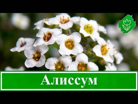 алиссум отцвел в июле что делать. Смотреть фото алиссум отцвел в июле что делать. Смотреть картинку алиссум отцвел в июле что делать. Картинка про алиссум отцвел в июле что делать. Фото алиссум отцвел в июле что делать