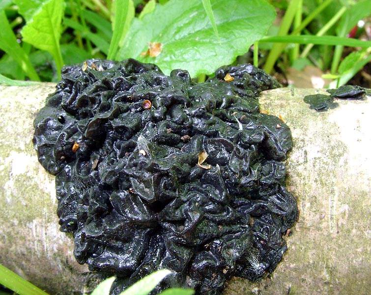 Эксидия железистая – черный гриб неправильной формы