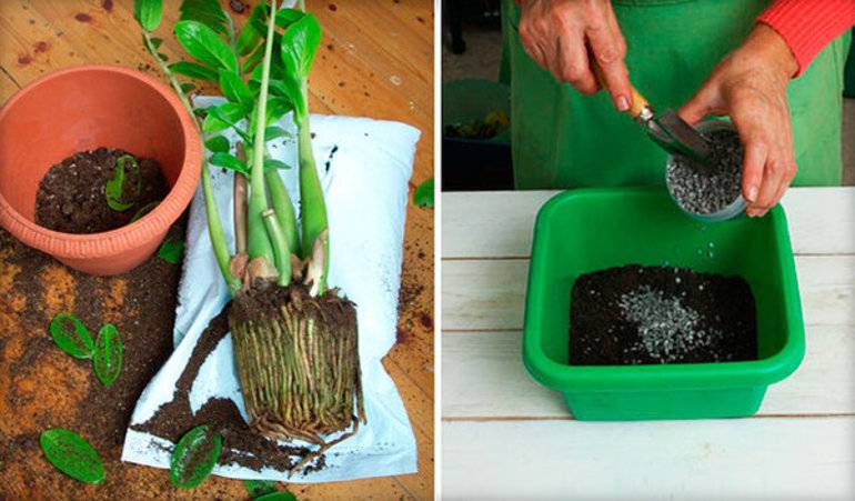 Как размножить замиокулькас в домашних условиях: как рассадить долларовое дерево