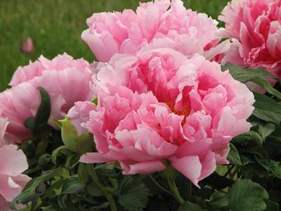 ΠΊΠΎΠ³Π΄Π° ΠΌΠΎΠΆΠ½ΠΎ ΡΠ°ΡΡΠ°Π΄ΠΈΡΡ Ρ
ΠΎΡΡΡ ΠΈ ΠΊΠ°ΠΊ. Π‘ΠΌΠΎΡΡΠ΅ΡΡ ΡΠΎΡΠΎ ΠΊΠΎΠ³Π΄Π° ΠΌΠΎΠΆΠ½ΠΎ ΡΠ°ΡΡΠ°Π΄ΠΈΡΡ Ρ
ΠΎΡΡΡ ΠΈ ΠΊΠ°ΠΊ. Π‘ΠΌΠΎΡΡΠ΅ΡΡ ΠΊΠ°ΡΡΠΈΠ½ΠΊΡ ΠΊΠΎΠ³Π΄Π° ΠΌΠΎΠΆΠ½ΠΎ ΡΠ°ΡΡΠ°Π΄ΠΈΡΡ Ρ
ΠΎΡΡΡ ΠΈ ΠΊΠ°ΠΊ. ΠΠ°ΡΡΠΈΠ½ΠΊΠ° ΠΏΡΠΎ ΠΊΠΎΠ³Π΄Π° ΠΌΠΎΠΆΠ½ΠΎ ΡΠ°ΡΡΠ°Π΄ΠΈΡΡ Ρ
ΠΎΡΡΡ ΠΈ ΠΊΠ°ΠΊ. Π€ΠΎΡΠΎ ΠΊΠΎΠ³Π΄Π° ΠΌΠΎΠΆΠ½ΠΎ ΡΠ°ΡΡΠ°Π΄ΠΈΡΡ Ρ
ΠΎΡΡΡ ΠΈ ΠΊΠ°ΠΊ ΠΊΠΎΠ³Π΄Π° ΠΌΠΎΠΆΠ½ΠΎ ΡΠ°ΡΡΠ°Π΄ΠΈΡΡ Ρ
ΠΎΡΡΡ ΠΈ ΠΊΠ°ΠΊ. Π‘ΠΌΠΎΡΡΠ΅ΡΡ ΡΠΎΡΠΎ ΠΊΠΎΠ³Π΄Π° ΠΌΠΎΠΆΠ½ΠΎ ΡΠ°ΡΡΠ°Π΄ΠΈΡΡ Ρ
ΠΎΡΡΡ ΠΈ ΠΊΠ°ΠΊ. Π‘ΠΌΠΎΡΡΠ΅ΡΡ ΠΊΠ°ΡΡΠΈΠ½ΠΊΡ ΠΊΠΎΠ³Π΄Π° ΠΌΠΎΠΆΠ½ΠΎ ΡΠ°ΡΡΠ°Π΄ΠΈΡΡ Ρ
ΠΎΡΡΡ ΠΈ ΠΊΠ°ΠΊ. ΠΠ°ΡΡΠΈΠ½ΠΊΠ° ΠΏΡΠΎ ΠΊΠΎΠ³Π΄Π° ΠΌΠΎΠΆΠ½ΠΎ ΡΠ°ΡΡΠ°Π΄ΠΈΡΡ Ρ
ΠΎΡΡΡ ΠΈ ΠΊΠ°ΠΊ. Π€ΠΎΡΠΎ ΠΊΠΎΠ³Π΄Π° ΠΌΠΎΠΆΠ½ΠΎ ΡΠ°ΡΡΠ°Π΄ΠΈΡΡ Ρ
ΠΎΡΡΡ ΠΈ ΠΊΠ°ΠΊ