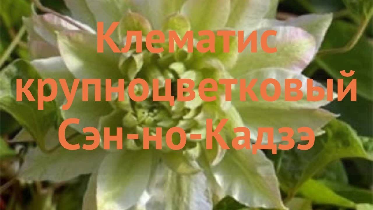 клематис доктор руппель группа обрезки какая. картинка клематис доктор руппель группа обрезки какая. клематис доктор руппель группа обрезки какая фото. клематис доктор руппель группа обрезки какая видео. клематис доктор руппель группа обрезки какая смотреть картинку онлайн. смотреть картинку клематис доктор руппель группа обрезки какая.