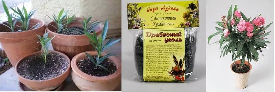 Удивительный цветок обыкновенного олеандра: уход и выращивание в домашних условиях и открытом грунте