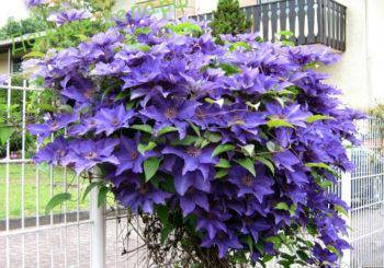 c484b9e0ca3263e84d967ec7231630a1 когда лучше пересаживать клематис осенью или весной