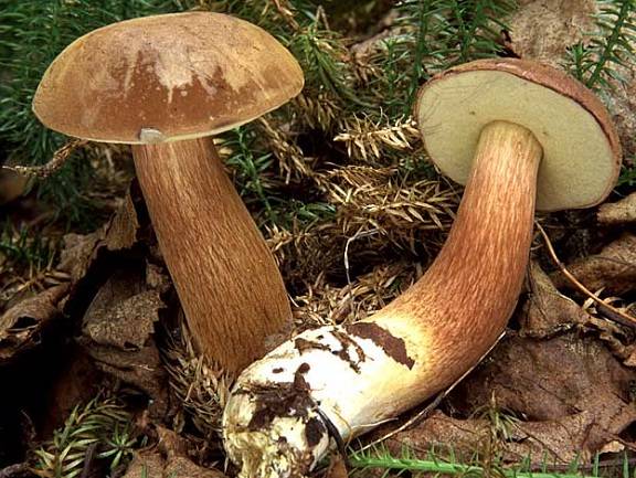 Характеристика польского белого гриба