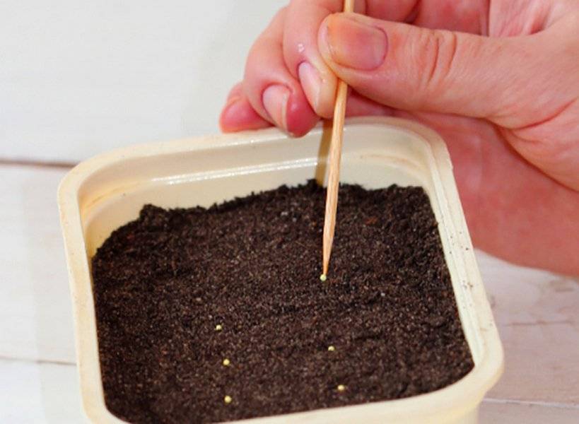 Как посеять семена в домашних условиях как воздействует марихуана