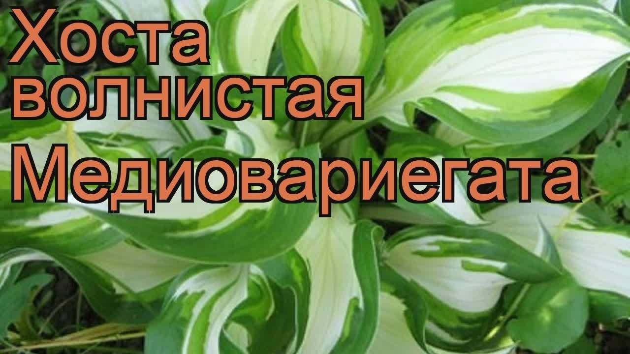 Хоста дон стивенс фото и описание сорта