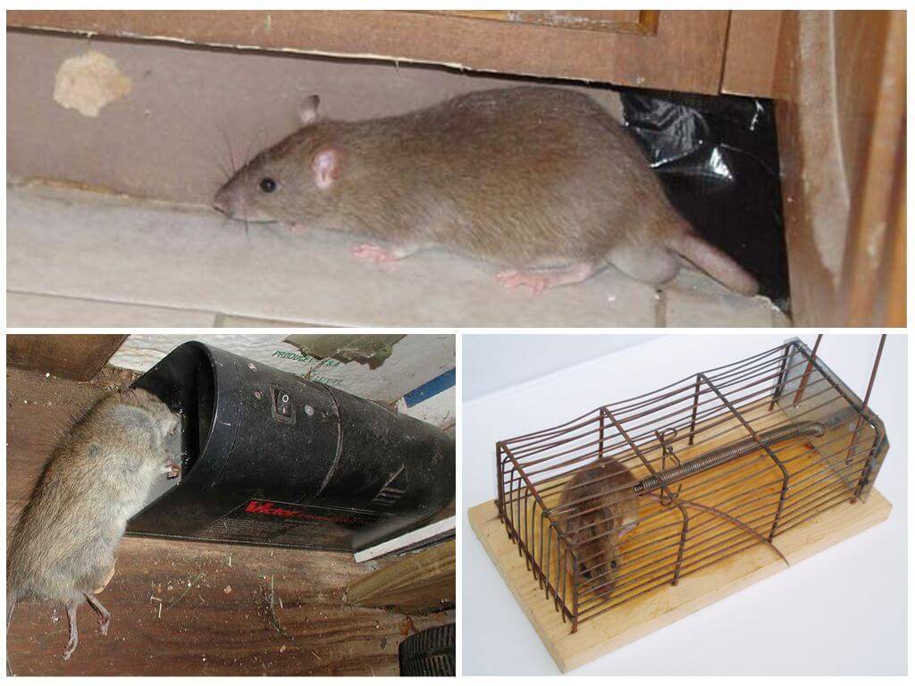 Крысы в курятнике как избавиться без вреда