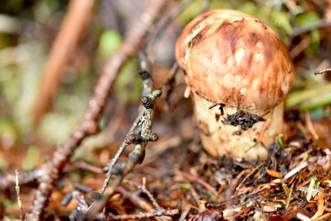 Мацутакэ: грибной деликатес для королей