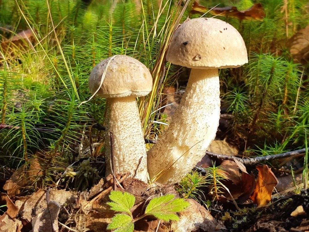 Белый гриб обабок. Подберёзовик гриб подберёзовик. Подберезовик черноголовик. Как выглядит белый подберезовик. Сибирские грибы обабки.