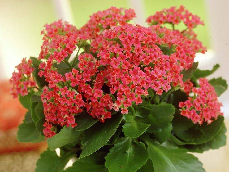 Как подстричь каланхоэ после цветения. Смотреть фото Как подстричь каланхоэ после цветения. Смотреть картинку Как подстричь каланхоэ после цветения. Картинка про Как подстричь каланхоэ после цветения. Фото Как подстричь каланхоэ после цветения