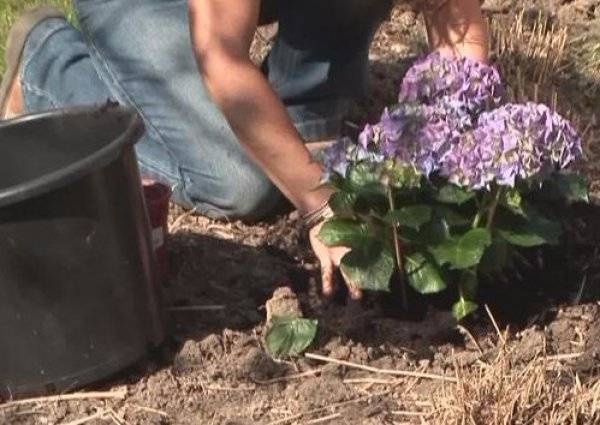 c73300fd26e7e263f09914f9ea8a1188 можно ли комнатную гортензию высаживать в открытый грунт весной
