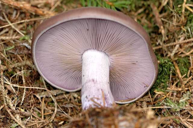Маленькие фиолетовые грибы