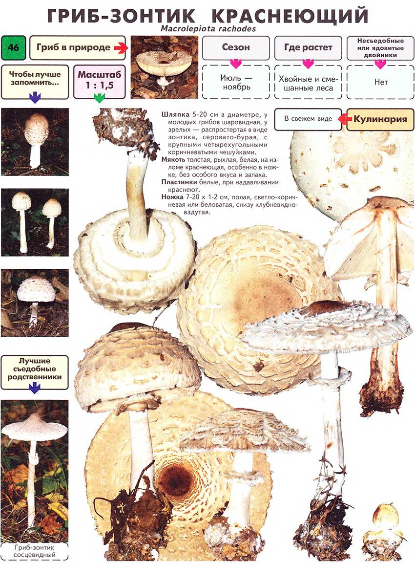 гриб-зонтик пёстрый. грибы зонтики съедобные и ядовитые с описанием. гриб зонтик и его ядовитые двойники. зонтик гриб съедобный как отличить. гриб-зонтик съедобный и несъедобный.