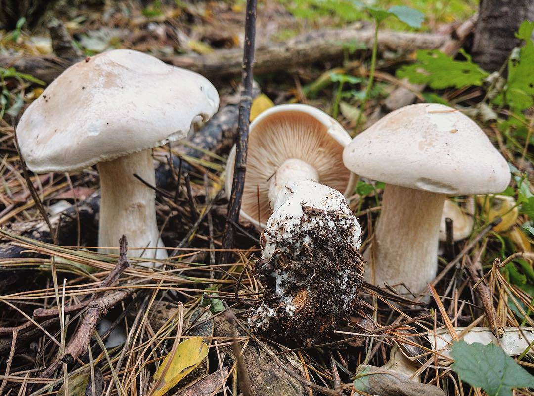 Съедобные рядовки фото и описание в подмосковье грибы